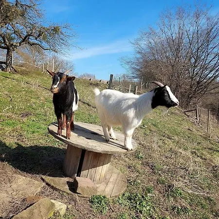 Chez Rozenn Et Mewen * Romanswiller